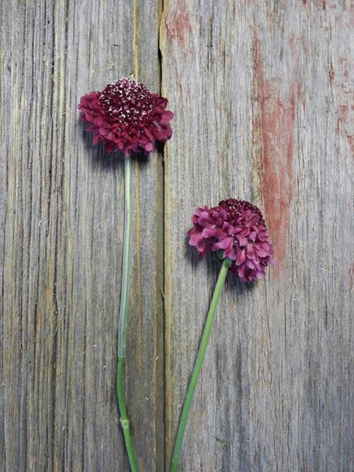 STRAWBERRY SCOOP RED SCABIOSA